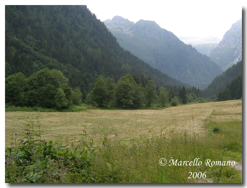 Insetti del Parco Adamello Brenta (TN): immagini e appunti